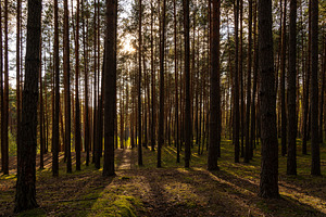 Sunrise or sunset in tall pine forest with long shadows on mossy ground. Nature, a Nature Photo by Eugene_Photo