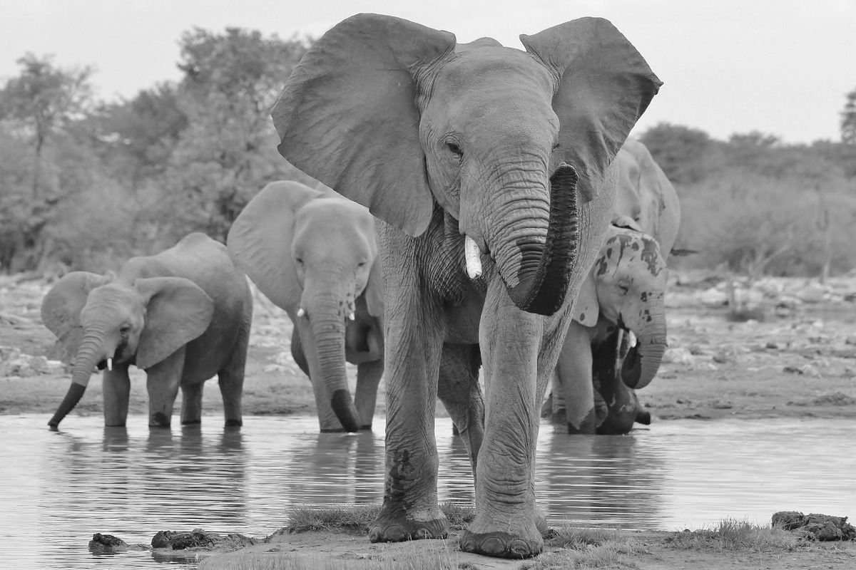 Elephant - Icon of the Wilds, an Animal Photo by Wildlife Wonder (Photo 1 of 2)