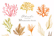 Watercolor whale. Sea underwater set, an Animal Illustration by Julycolor (Thumbnail 18 of 21)