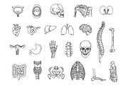 Internal Organs and Bones Symbols, an Object Graphic by Tettygreen (Thumbnail 1 of 3)