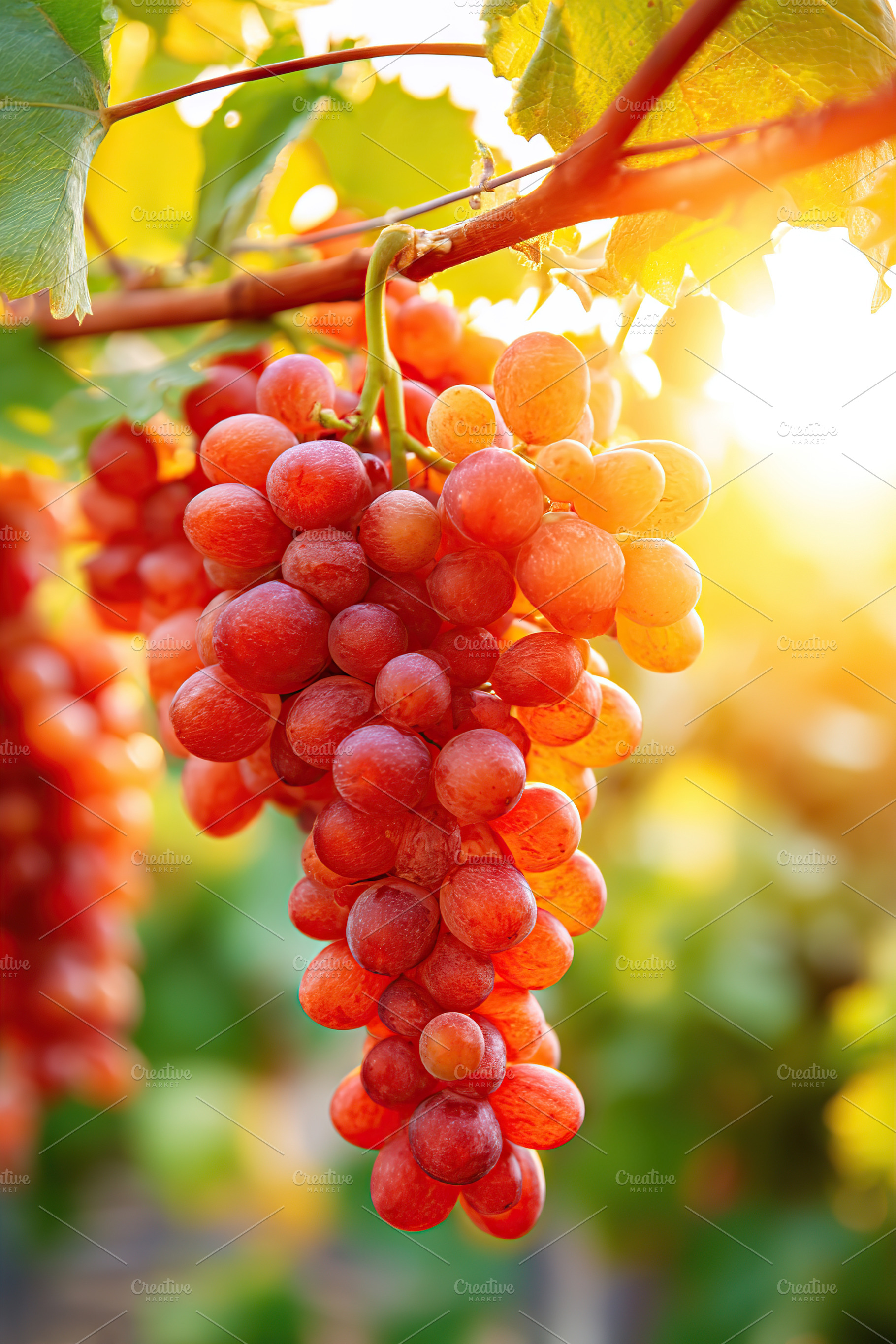 Juicy bunch of grapes hanging on a vine in sunset light, a Food & Drink Photo by AlyaAnd