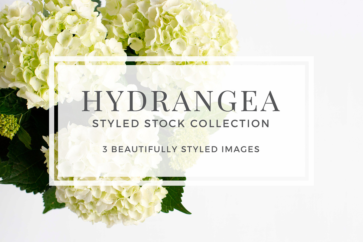 Hydrangea Styled Stock, a Business Photo by Pixels & Design (Photo 1 of 2)