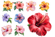 Hibiscus Flower Watercolor Cliparts, an Illustration by Designworld (Thumbnail 4 of 8)