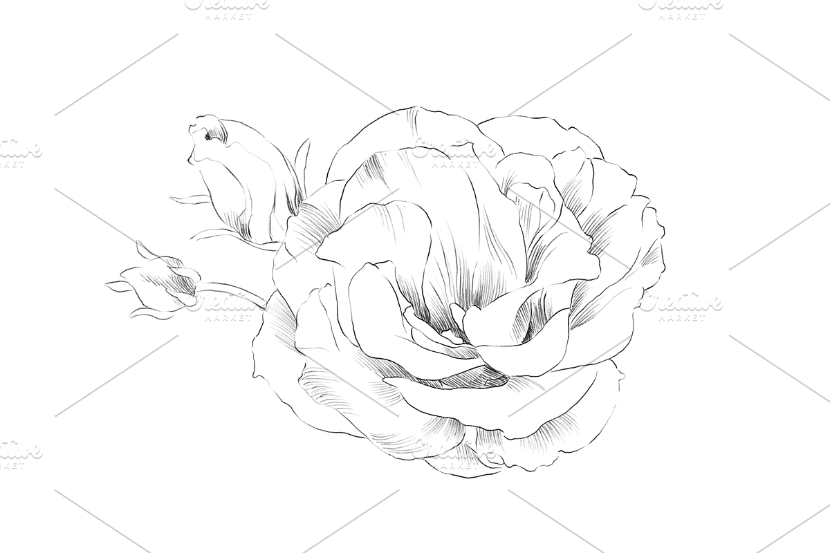 Lisianthus Floral Set, an Object Graphic by VictoriaKStudio (Photo 5 of 5)