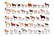 Dog Breeds Vector Pack, an Education Illustration by Andres M Rodriguez (Thumbnail 3 of 3)