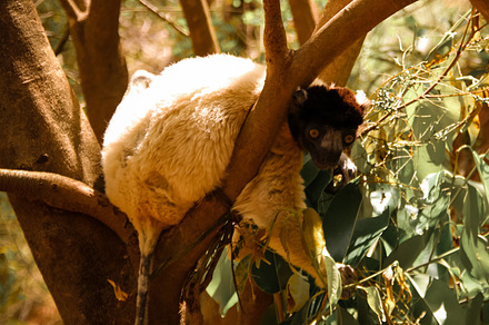 Portrait of the crowned sifaka aka Propithecus coronatus at Lemurs park, Antana, an Animal Photo by Wild, Wild World