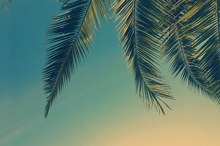 Palm tree leaves and the sky summer stock photo containing abstract palms and, a Nature Photo by Anneleven