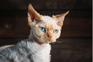 Devon Rex Cat with Blue Eyes, an Animal Photo by Our Amazing World