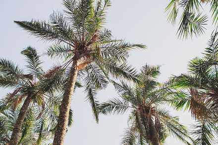 Tropical palm trees stock photo containing palm trees and tropical trees