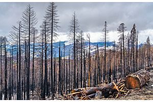 Burned down forest in yosemite featuring forest, fire, and california, a Nature Photo by Leonid Andronov