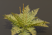 The Cinnamon Fern Bush, a Plants & Tree 3D Model by FuturePastCreatives (Thumbnail 4 of 13)
