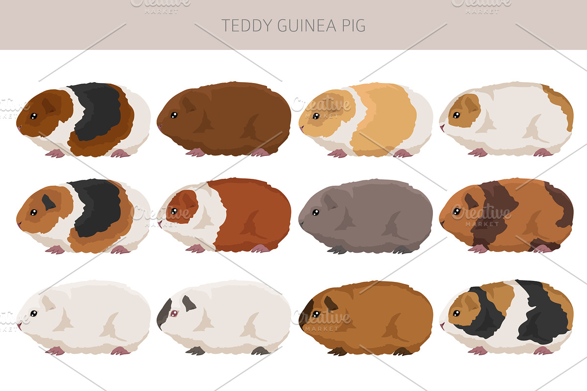 Teddy Guinea Pig set, an Animal Illustration by pet design shop (Photo 2 of 4)