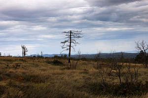 Lone dead tree on the way to the top of the mountain, a Nature Photo by Bepslabor