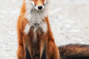 Portrait of cute wild red fox, an Animal Photo by Alexander-Piragis