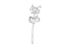 Henbit Deadnettle Plant Drawing