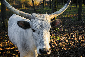 White bull with large upward-curving horns standing in a sunlit, an Animal Photo by Ales Munt