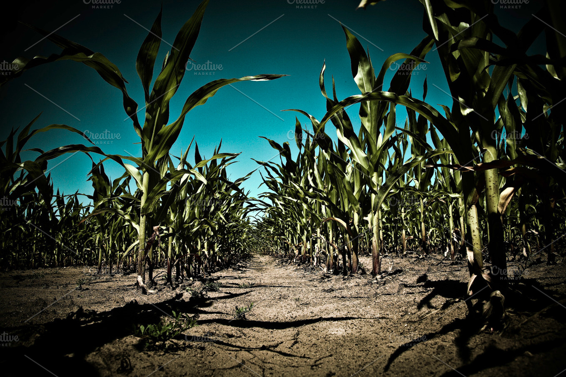 Corn Stock Photograph