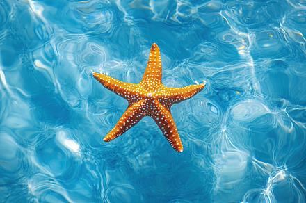 Floating starfish glides through clear blue water in tranquil marine environmen, an Animal Photo by AlyaAnd
