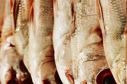Fresh Raw Dorado Fish