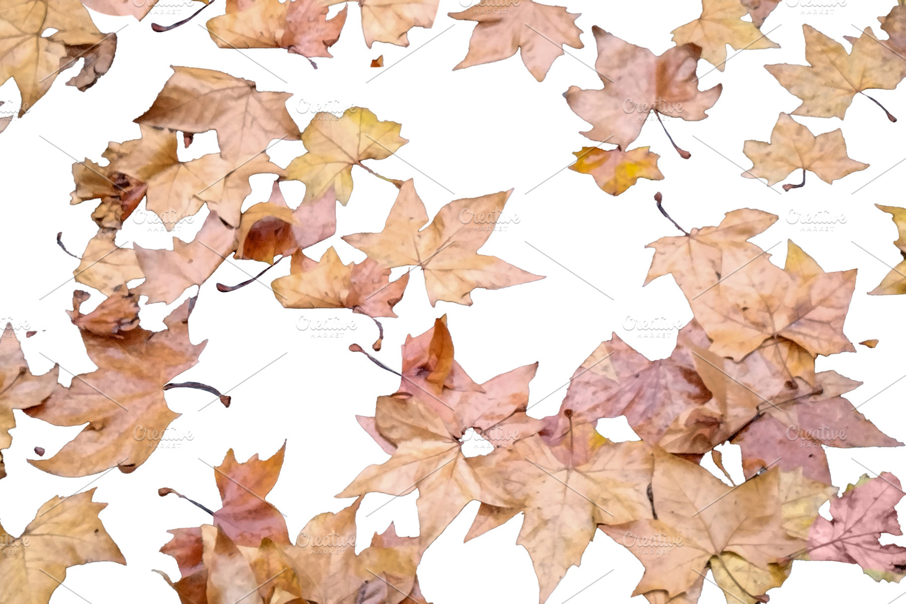 Dry leaves pattern isolated photo, a Nature Photo by DanFLCreativo