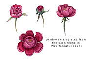 Peonies. Watercolor clipart, a Decorative Illustration by TetianaArt (Thumbnail 2 of 11)
