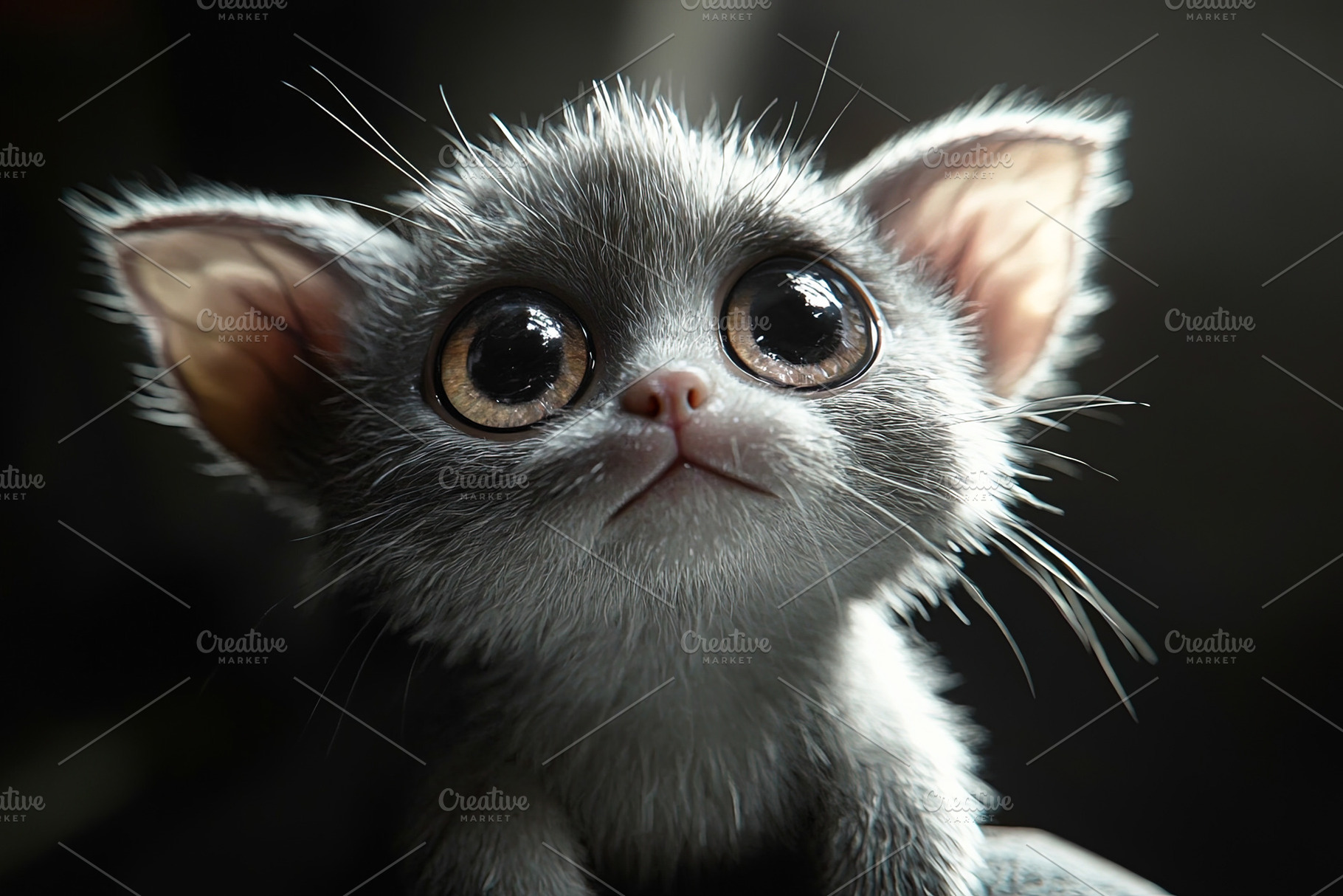 Adorable Big-Eyed Kitten Close-Up, an Animal Photo by Ales Munt