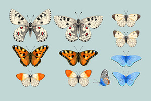 Meadow Butterflies Patterns