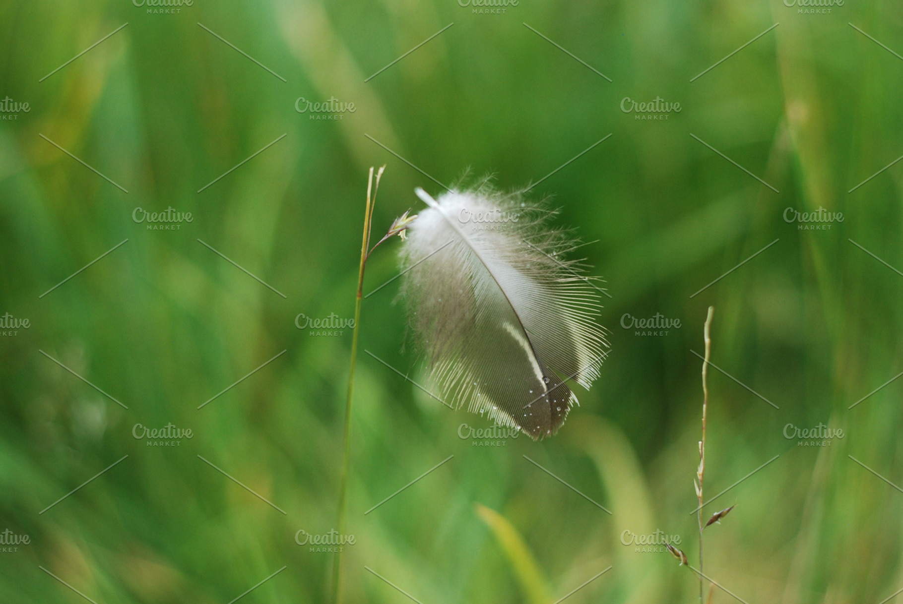Feather Balancing On Grass