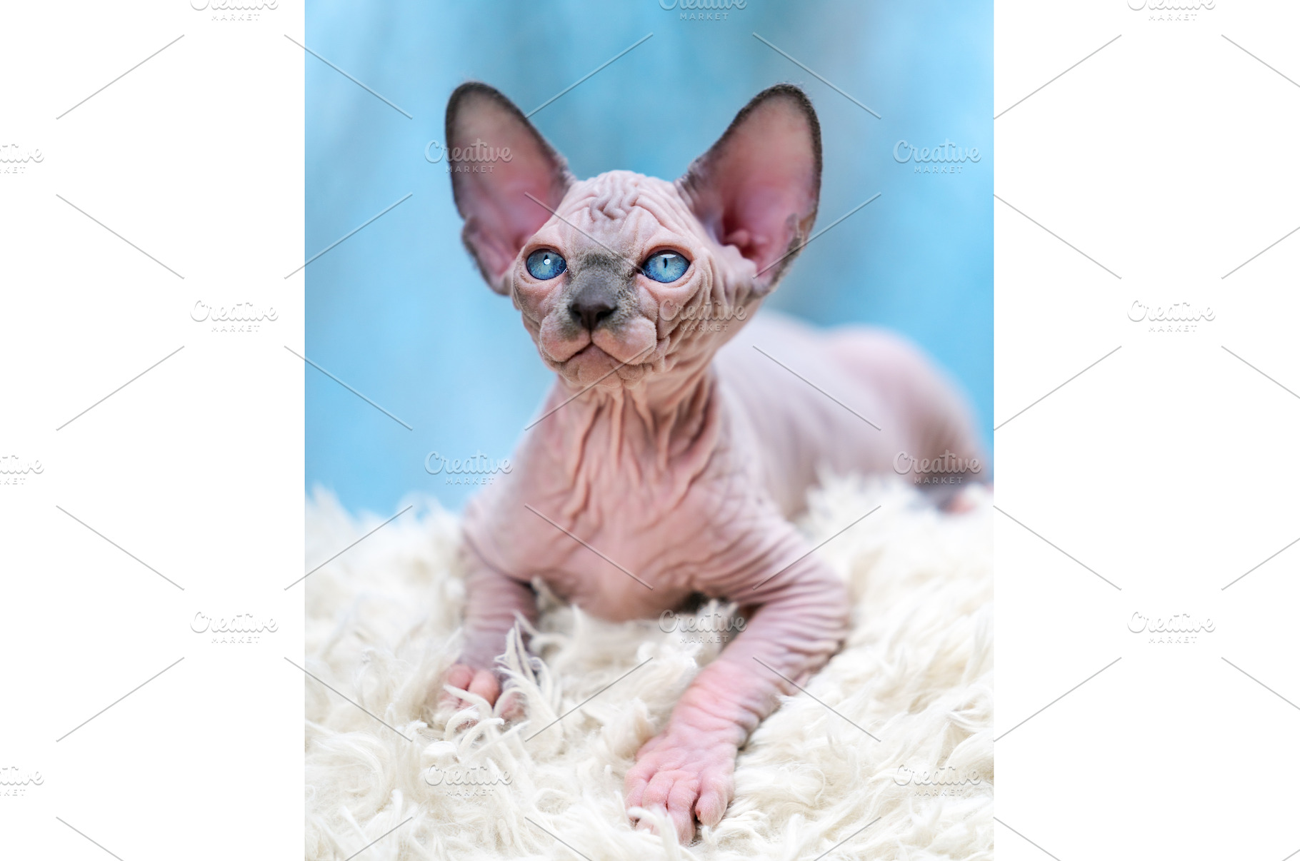 Female Canadian Sphynx Cat kitten, an Animal Photo by Alexander-Piragis