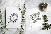 Peony illustrations | invitations, an Illustration by Chewie Co (Thumbnail 13 of 13)