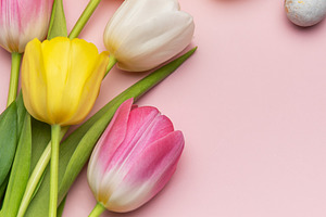 Colorful easter eggs and tulips creating festive border on pink, a Holiday Photo by Olena Rudo