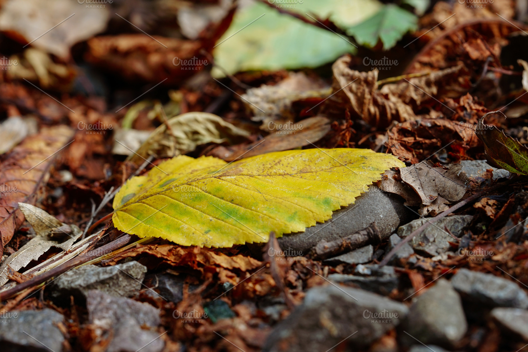 Yellow Leaf On The Ground, a Nature Photo by Nazar Hrabovyi