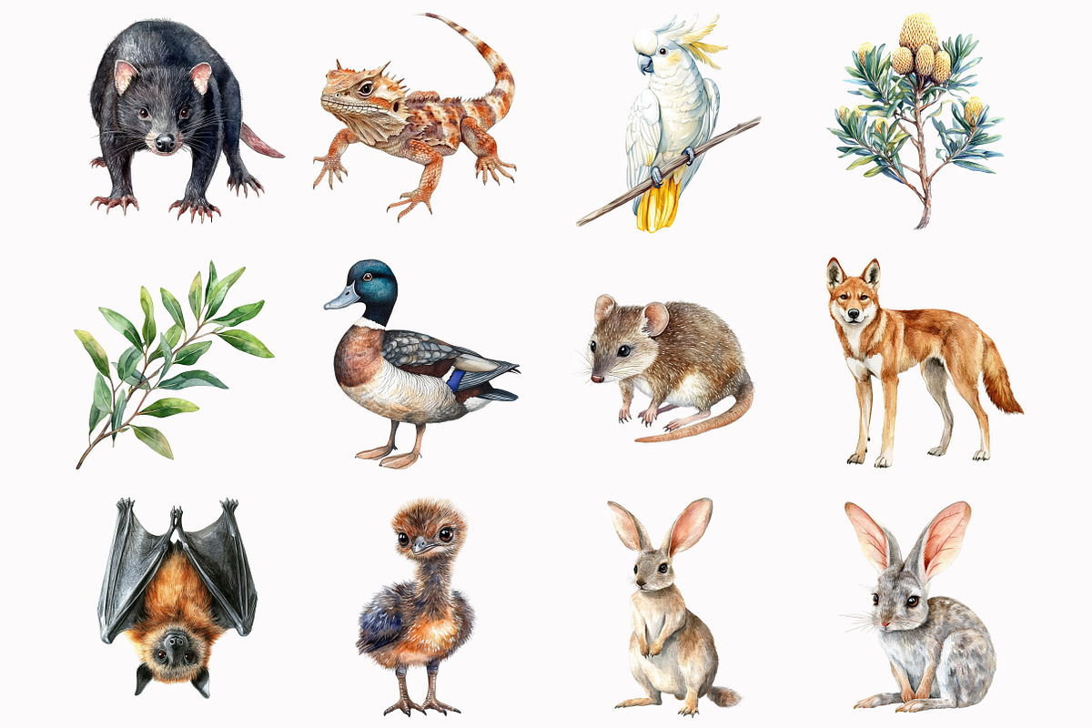 Watercolor Australian Animals Clipar, an Illustration by Design Market (Photo 3 of 5)