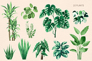 INDOOR PLANTS watercolor clipart set, a Decorative Illustration by MariArtySpace (Thumbnail 3 of 8)