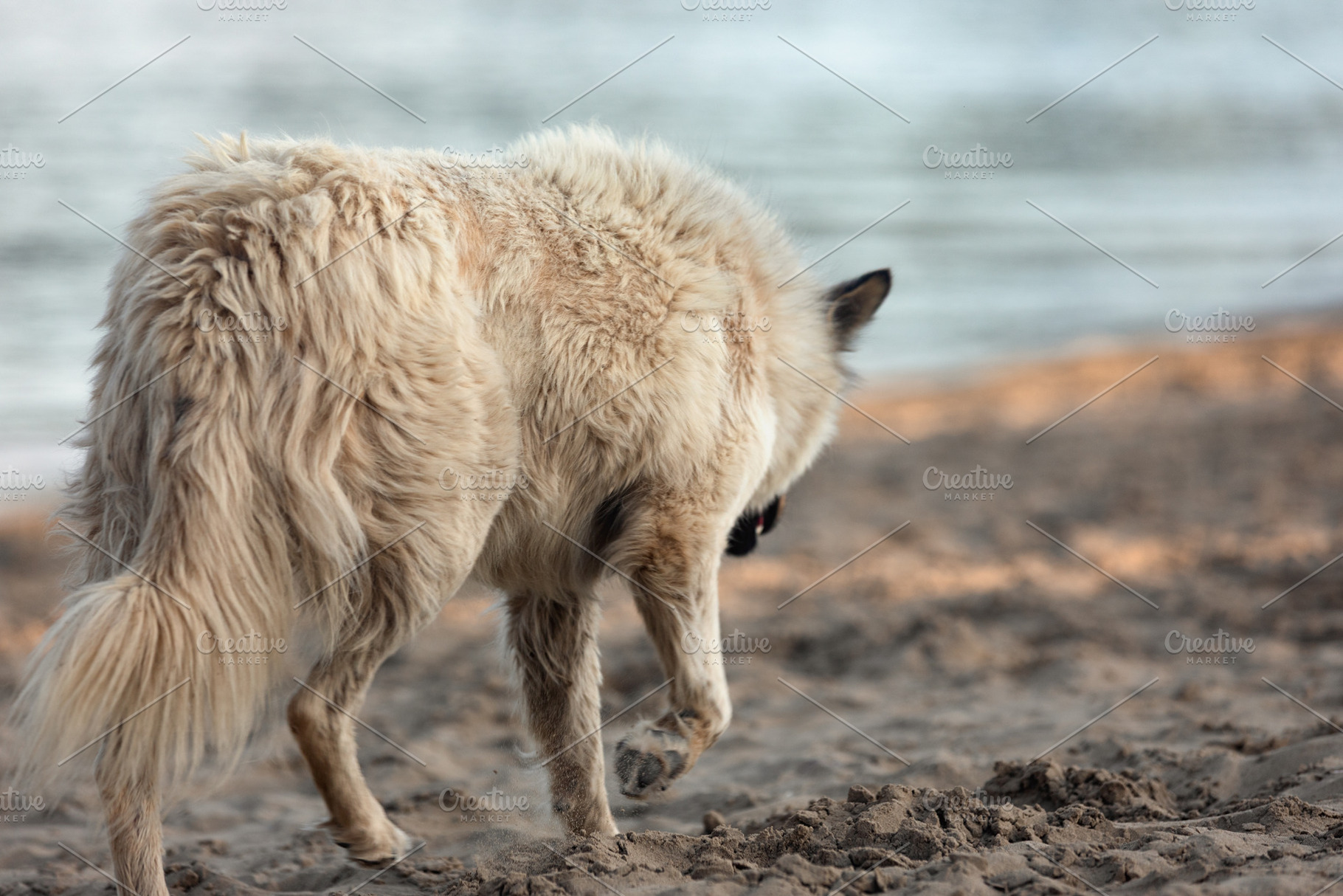 Large fluffy dog walking along sandy beach by calm water, captured from behind, an Animal Photo by Ales Munt