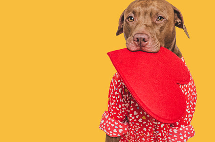 Cute brown puppy and red heart. Beautiful greeting card