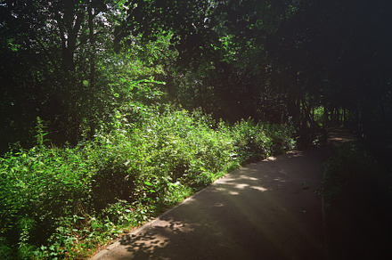 Light rays in city park nature background, a Nature Photo by RETROWAVE '88
