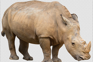 Rhinoceros,Transparent PNG