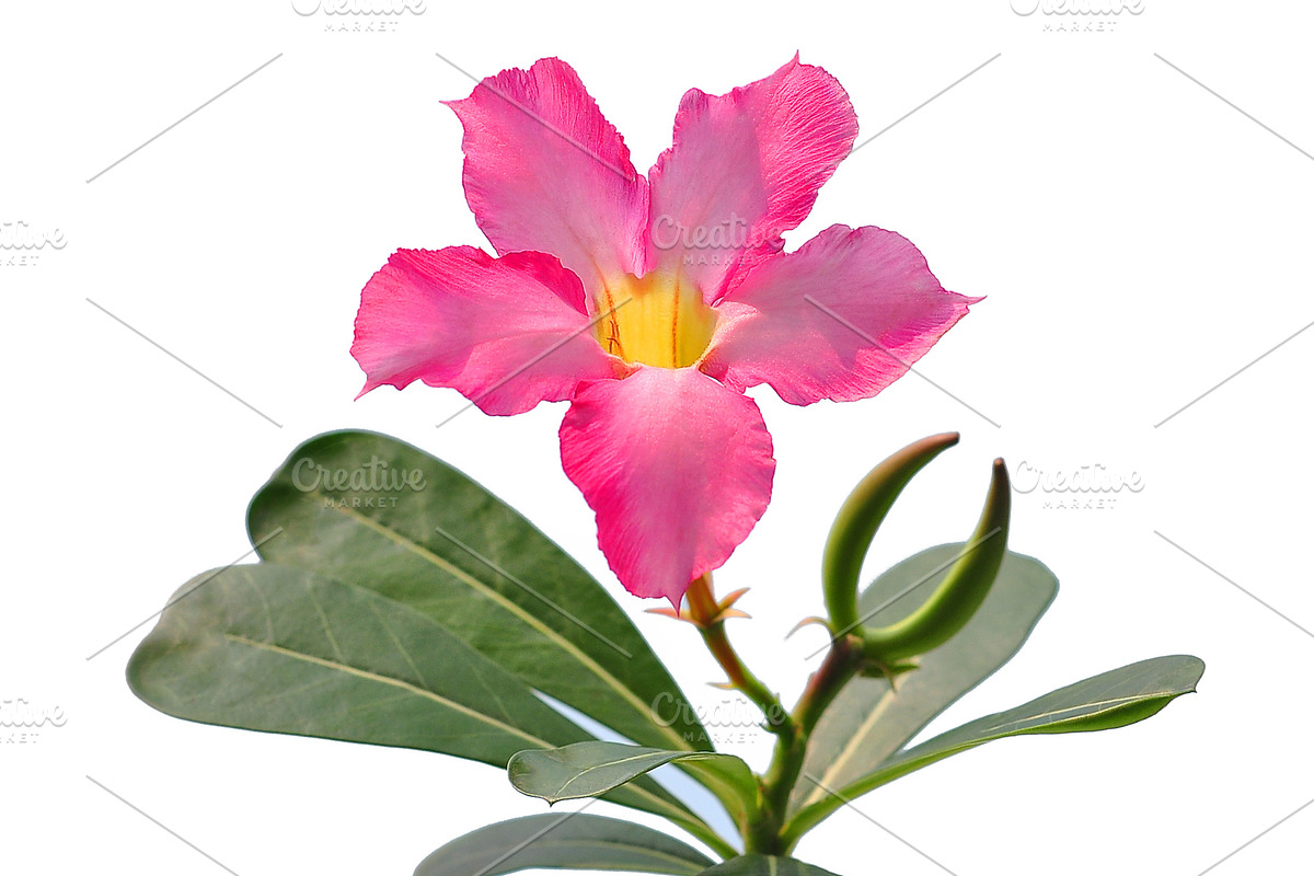 Pink Desert Rose Digital Print, a Nature Photo by VietArtworks (Photo 6 of 6)
