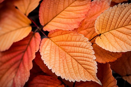 Autumn's gorgeous leaves, background, a Nature Photo by ImageMir