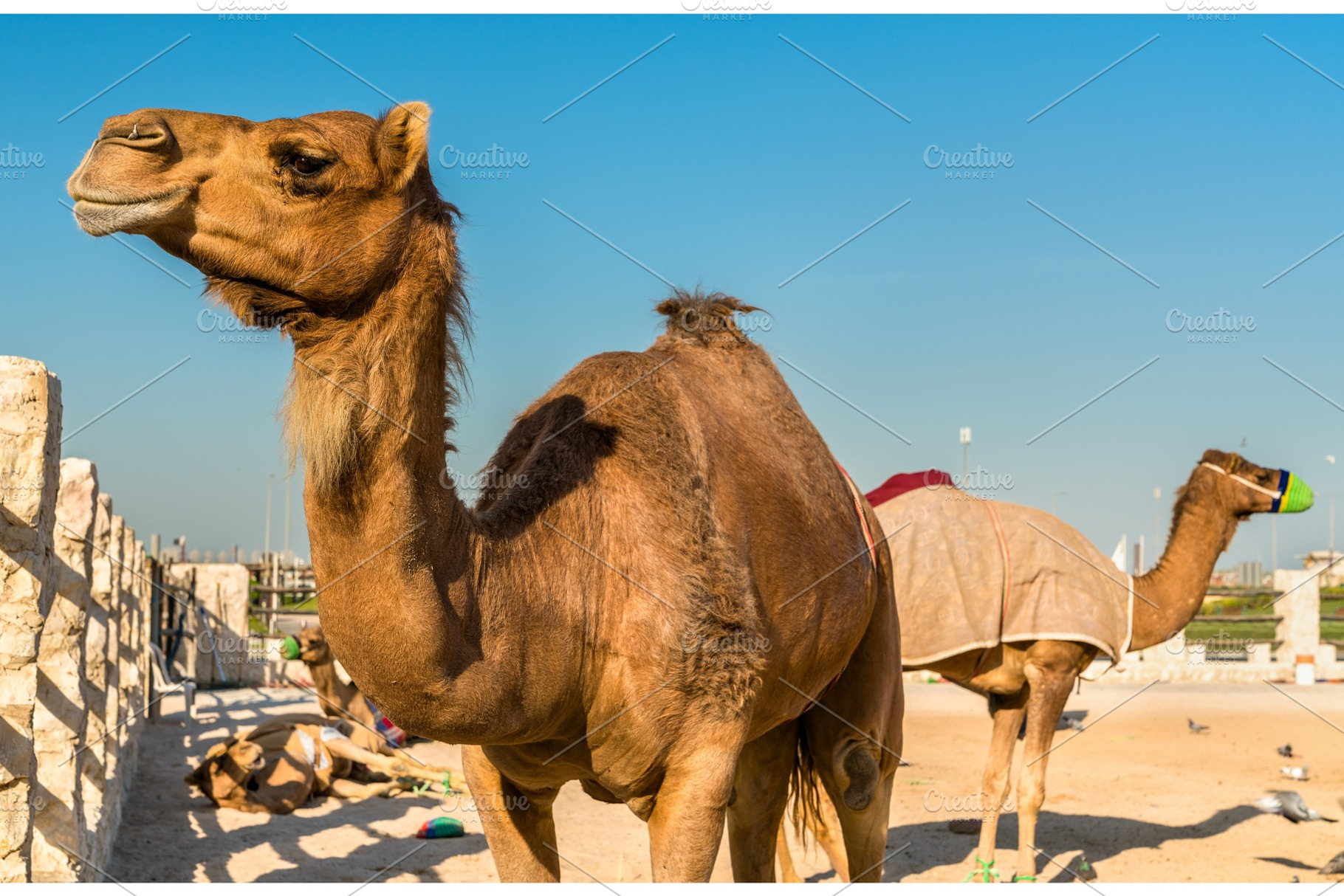 Camel market at souq waqif in doha qatar containing qatar, doha, and camel, an Animal Photo by Leonid Andronov