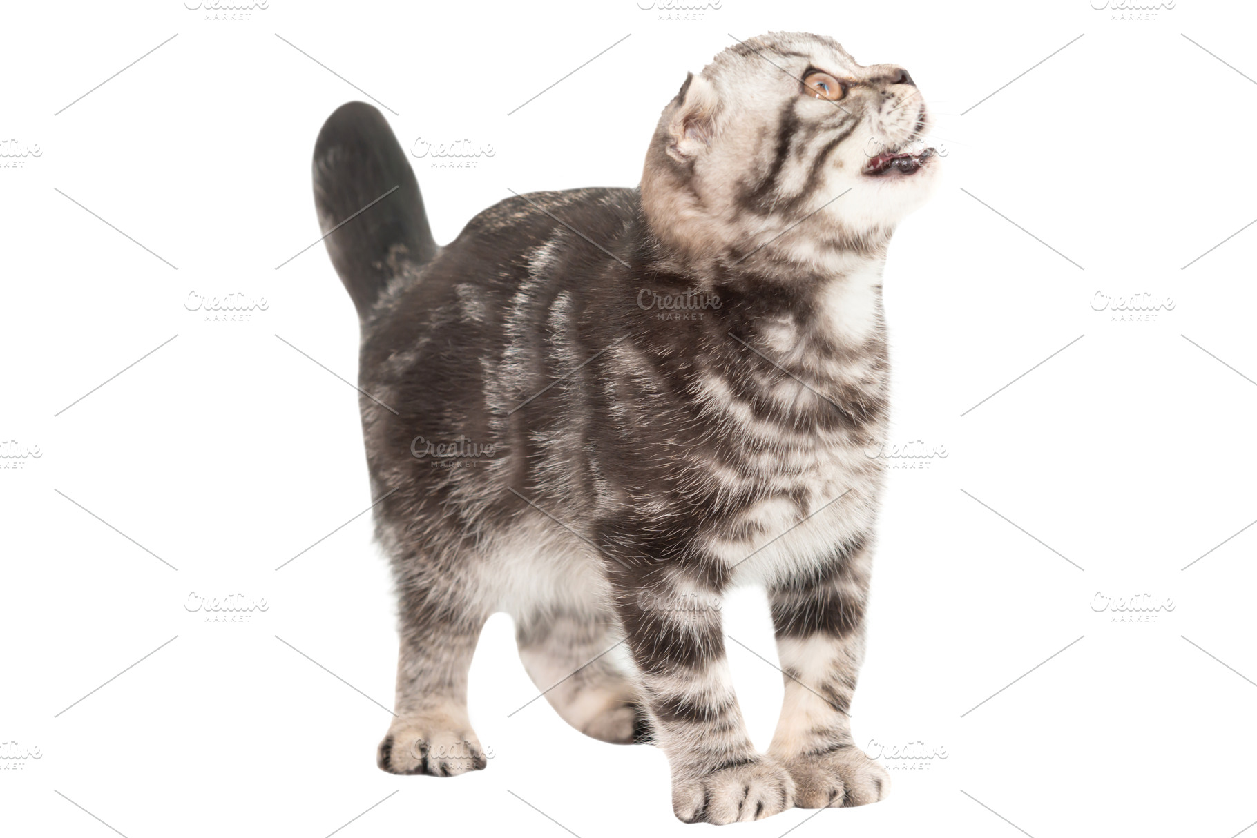 Little kitten Scottish fold cat, an Animal Photo by Vapi