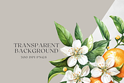 Orange Blossom - Watercolor Set, a Decorative Illustration by ThaismotaCreativeCo (Thumbnail 9 of 9)