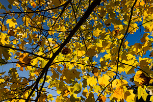 a tulip tree with yellowed foliage during leaf fall, view from below, a Photo by rsoollAI