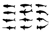 Sea animals silhouettes 2 stock photo containing animals and big, an Animal Photo by mmeida (Thumbnail 2 of 2)