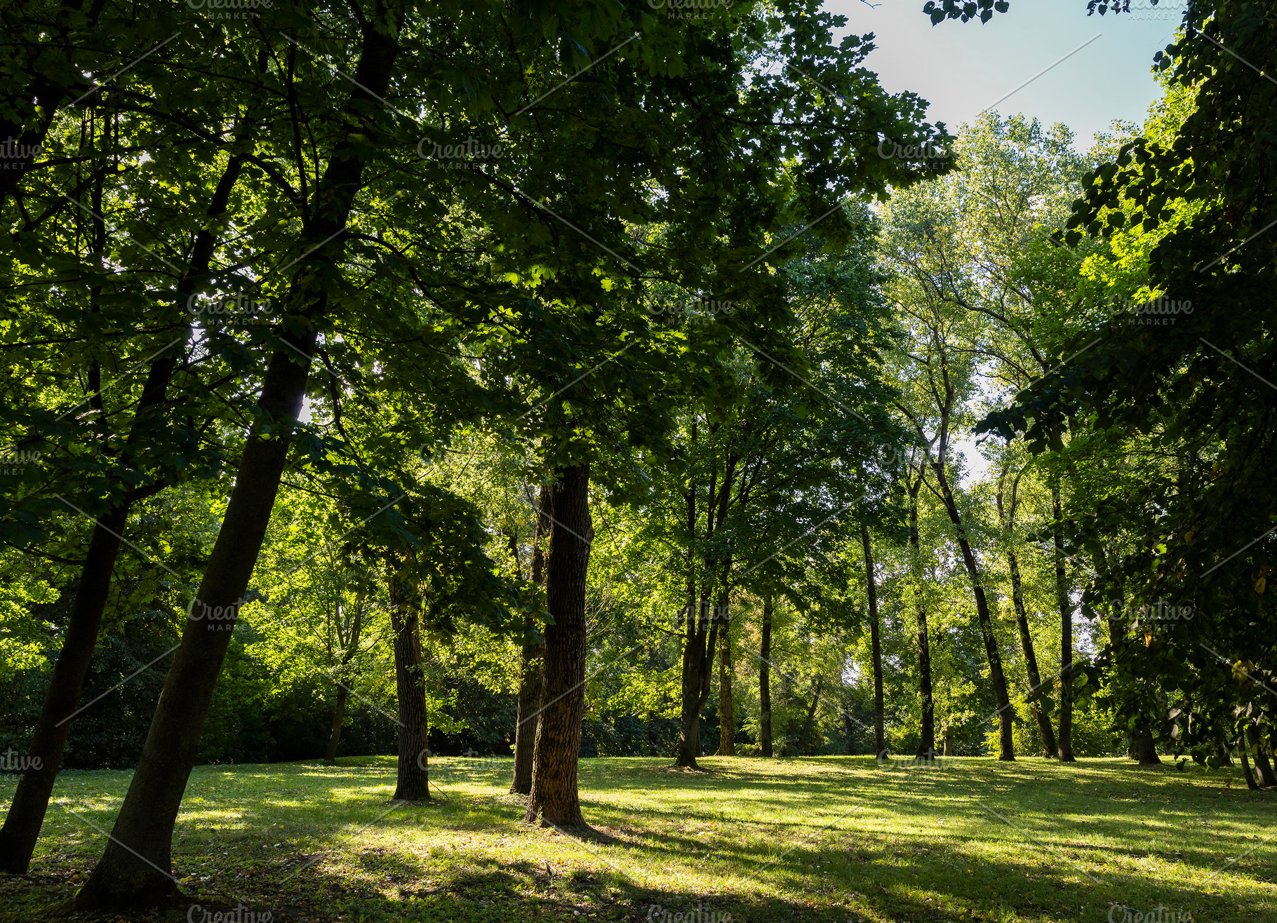 park with green grass and beautiful trees with green foliage in the summer, bri, a Photo by rsoollAI
