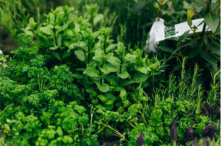 Greener Grass preview 5