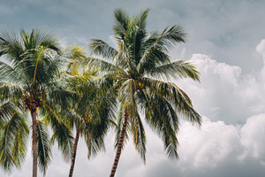 Palm trees sway against cloudy sky, a Photo by Beautiful things