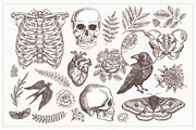 Floral Anatomy, an Illustration by adehoidar (Thumbnail 3 of 9)