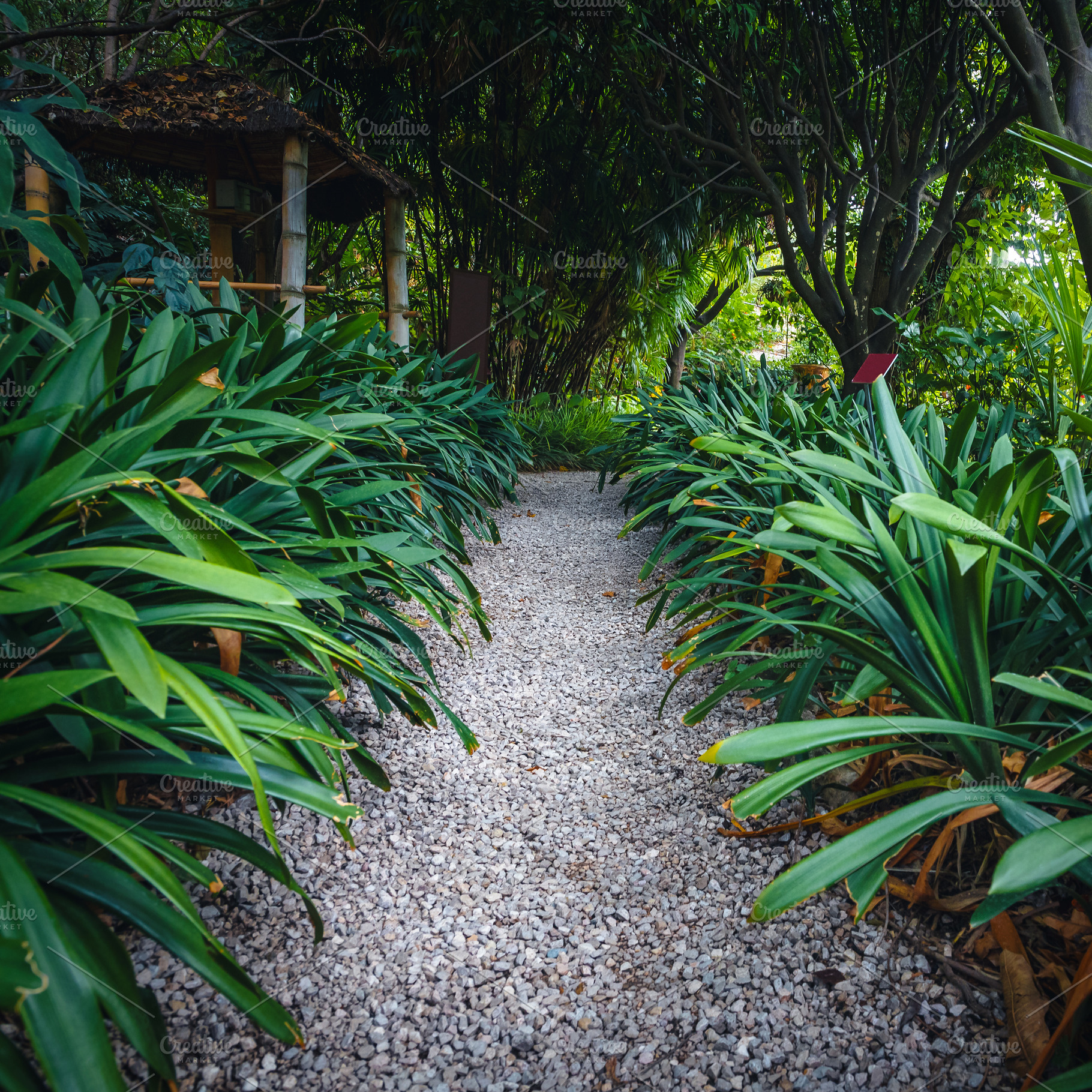Pathway with plants in the garden, a Nature Photo by Alpine Dreams